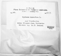 Hydnum repandum image